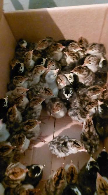 Keçilər, çəpişlər: Hinduşka cücələri, Ətlik — 4