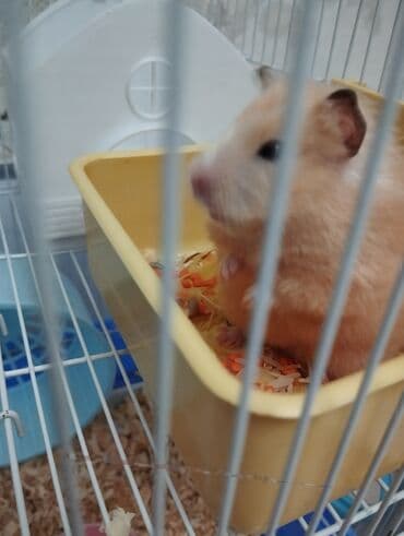 elf bar en ucuz: Hamster və tam dəst qəfəs - Geniş iki mərtəbəli metal qəfəs, mavi — 1