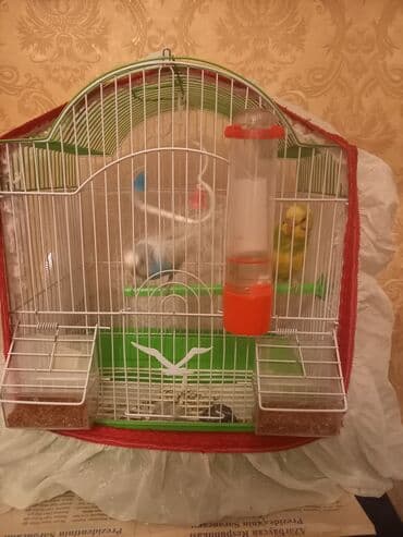 ördək balası satışı: PAPUQAY 2 EDED ERKEK DISI her ikisi saqlamdir kocuruk satilir 45 m — 1