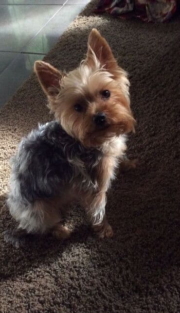 Heyvanlar üçün mallar: Yorkşir teryer, 10 ay, Erkek, Peyvəndli, Ödənişli çatdırılma — 4