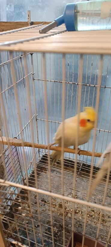 ucuz papuqaylar: Növ: Nimfa (Cockatiel) quşları Rəng: Açıq sarı/ağ tüklər, yanaqlarda — 1