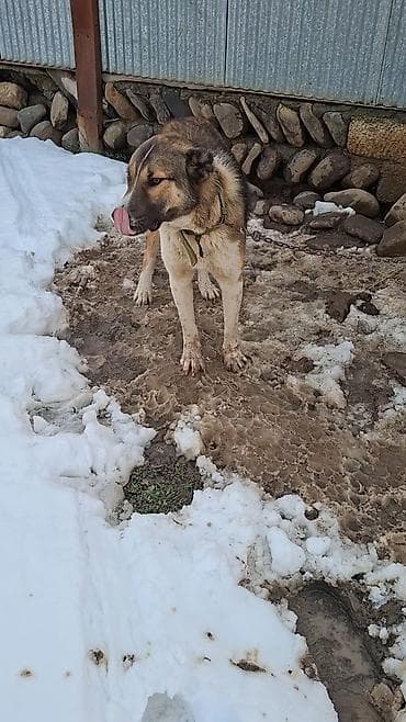 alman afçarkası balası: 1yaş 6 aylıqdı — 5