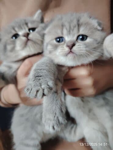 донской сфинкс котята: Самец, Самка — 8