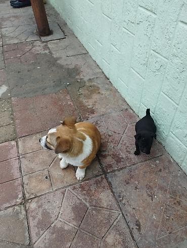 rus it adları: Zvonok, 2 ay, Erkek, Peyvəndli, Ödənişli çatdırılma — 5