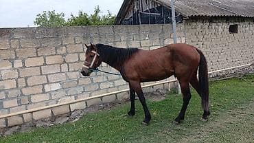 etlik inek cinsleri: Satılır: Qəhvəyi rəngdə at - Növ: Yük və minik üçün uyğun yerli at - — 3