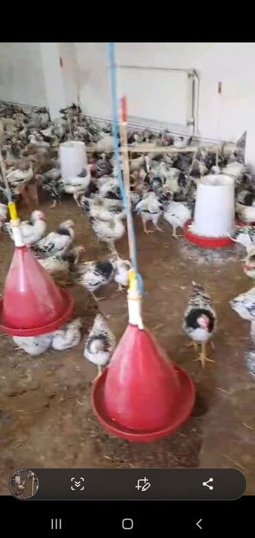 beçə: Toyuq, Ətlik — 2