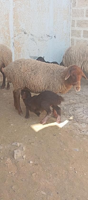 Gəmiricilər: Salam ünvan Bakıin maştağa kendi obşi 7 baş heyvanlar satılır 3 baş — 3