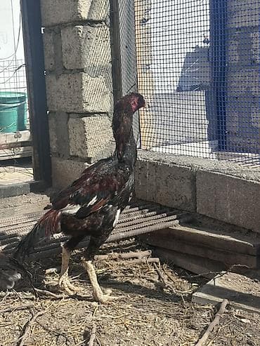 Heyvanlar üçün mallar: Xoruz, il: <1 — 6