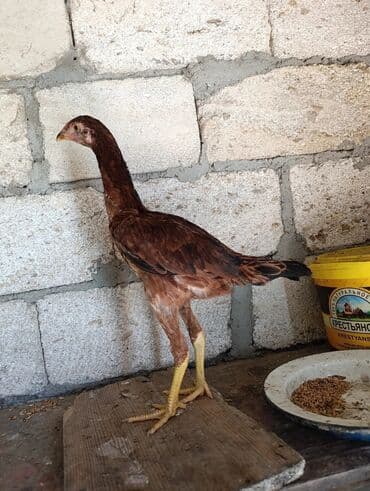 cins inekler: Toyuq, Damazlıq — 4