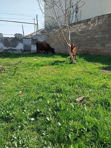 Hinduşkalar: Bala 15 gun du olub Ana 10 litir sud verir unvan baki — 6