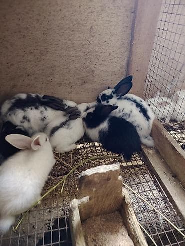 broyler yemi: Ağ tüklü, qırmızı gözlü albinos balaca dovşan - Növ: dekorativ dovşan — 7