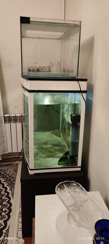 yapon balığı: Balıqlarla birlikdə, 450 l — 4