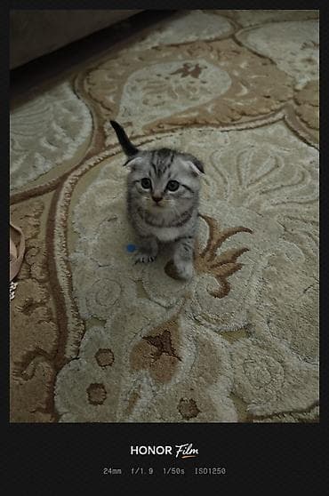 Quşlar: Britan — 7