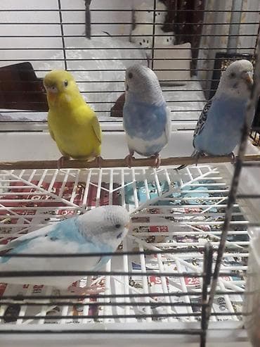 quslar: Quşlar 10azn 
sarı quş 20azn — 10