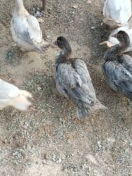 ruan ördəyi: Başlıq: Lal ördek satılı Açıqlama: Lal ördək (muscovy) satılır — 4