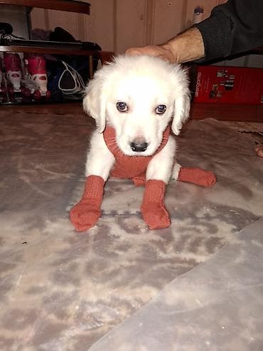 afcarka balalari satilir: Retriever, 3 ay, Erkek, Peyvəndli, Ödənişli çatdırılma — 7