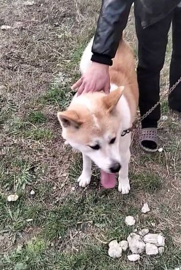 Gəmiricilər: Akita-inu, 8 ay, Dişi — 1