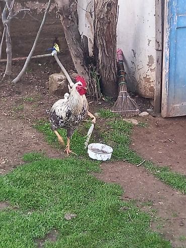 gence xoruz: Təsvir:1-i 25 Azn 6 sı 150 Azn - Şəkillərdə müxtəlif rənglərdə — 4