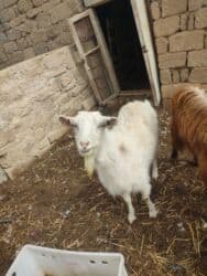 Коровы, быки: Самка, Alpine, Zanen, лет: 2, Для разведения, Для молока, Самовывоз — 3