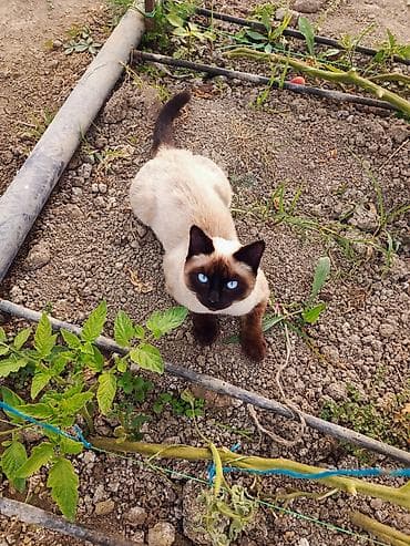 hunduşka balası: Siam, Erkək — 2