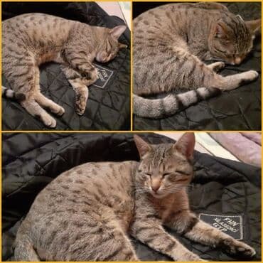 Erkək, Yaxşı əllərə