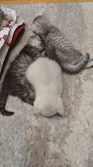 qulaq şamı: Şotland yastı qulaq — 10