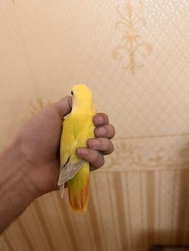 ZİL: Növbə: Sevgi quşu (lovebird), əl öyrəşmiş Xüsusiyyətlər: - Parlaq — 4