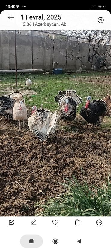 sanen keçi: Hinduşka cücələri – müxtəlif rənglərdə, sağlam və aktiv bala quşlar - — 6