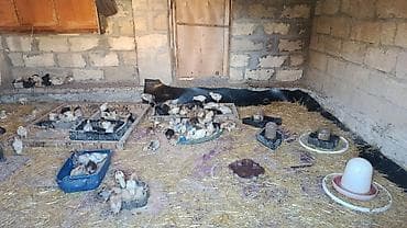 gəncə toyuq satan: Toyuq cücələri, Ətlik — 2