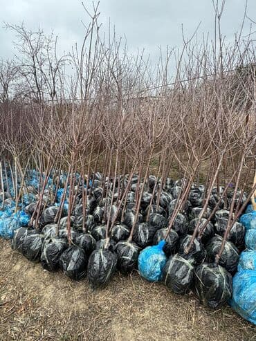 пластмассовый бак для воды купить: Her növ ağaclar ve dekarativ ağaclar çox ucuz ve qarantili gubresiz — 43