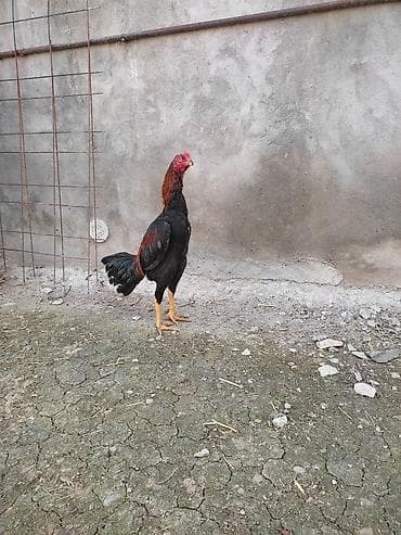 С/х животные и товары: Məhsul: Uzunboy (Malay/Asil tipli) döyüş tipli xoruzlar Təsvir: - — 7