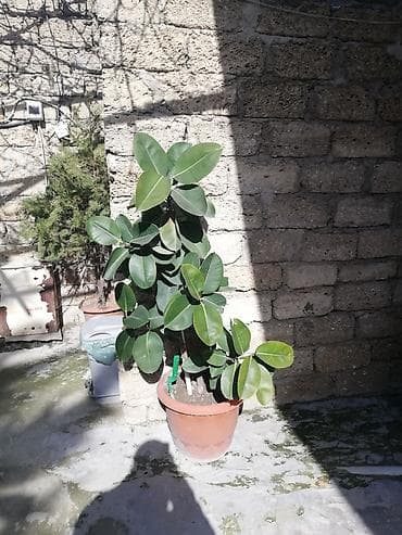 Geniş yarpaqlı “Ficus elastica” (rezin ağacı) saksı bitkisi - Növ lalafo.az -da Geniş yarpaqlı “Ficus elastica” (rezin ağacı) saksı bitkisi - Növ