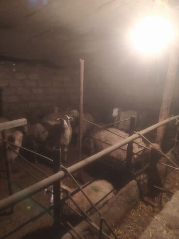 Qoyun sürüsü satılır - Növ: yerli qarışıq (ağ və qəhvəyi rəngli, uzun