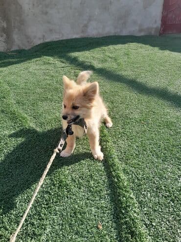 отдам в добрые руки шпица: Шпиц — 4