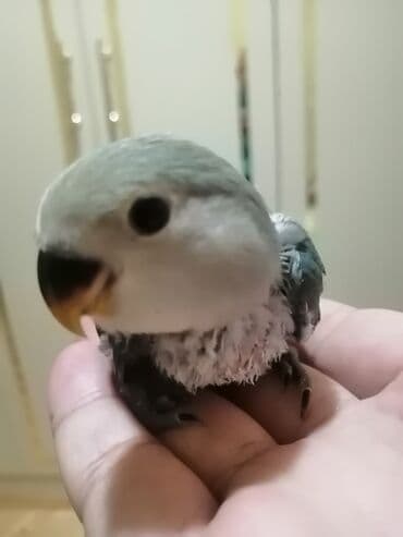 sumqayit goyercin: Sevimli ələyaxın papağan (lovebird) balası - Növ: Lovebird (papağan — 3