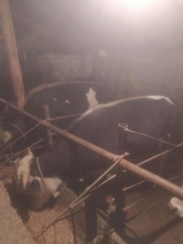 simental inek qiymeti: Inəklər, öküzlər — 2