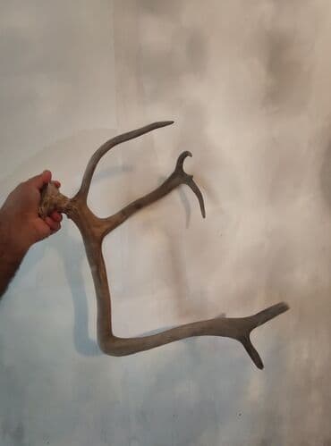 İşıqlandırma: Təbii Maral buynuzu satılır — 4