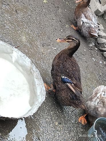 Dovşanlar: Rouen qazlari satilir 1 disi 1 erkek, disi yumurtalayir 1 ededin — 3