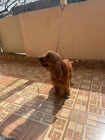 it haski: Koker spaniyel — 5