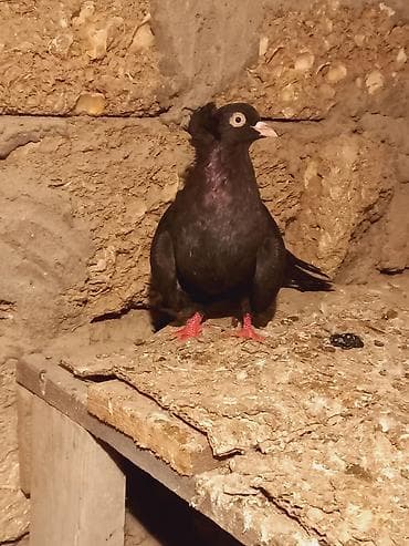 göyərçin satışı: Cins: Qara rəngli bəzək göyərçini (adi “toppuzlu/baş tüklü” tip) — 4