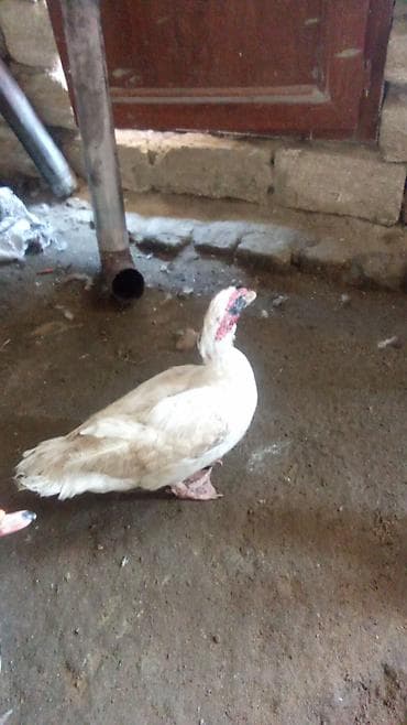 çöl ordeyi: Erkey aktiv di etide var 4 kilo kimi. Xüsusiyyətlər: - Sakit — 1