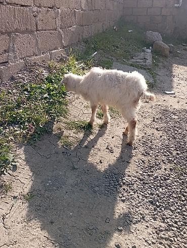 ucuz keci: Salam Adı Cimi "Dir )))) 2 Ay Yarımlıq Erkek Barter toyuq, Lal Ördək — 2