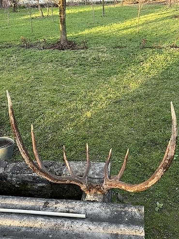 dekor saatlar: Məhsul: Təbii maral buynuzu (kəllə bazası ilə) Təsvir: - Böyük — 2