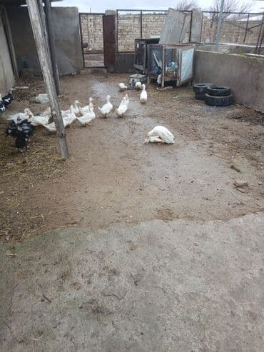 Satışda ev şəraitində bəslənən ördəklər. - Cinslər: əsasən ağ (pekin