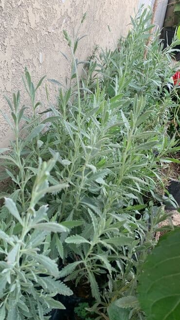 bənövşə: Lavanda bitkisi sıx, yaşıl yarpaqları və bənövşəyi çiçəkləri ilə — 2