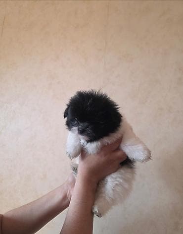 it balası satılır: Pekines, 2 ay, Dişi, Peyvəndli, Ünvandan götürmə — 3