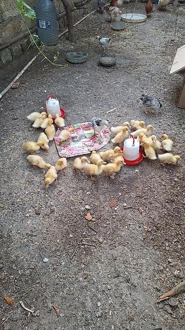 lal ördeyler: 27 ədəd Pekin ördəy balası hər biri sağlam vəzyətdədi ətliy və çox — 3