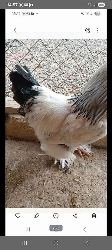 dark brama: Toyuq, Yumurtalıq — 2