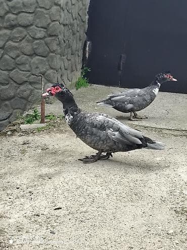 Lal Ördək Erkək satıram, Macar Erkək 40 Aznə, Qara Erkək 30 Aznə, 10