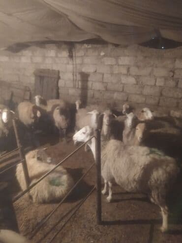 qoyun bazari: Qoyun sürüsü satılır - Növ: yerli qarışıq (ağ və qəhvəyi rəngli, uzun — 4